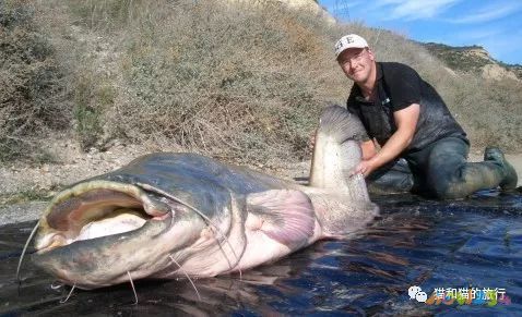 梭鱸怎么燒_家常梭鱸魚的做法_梭鱸魚怎么做好吃