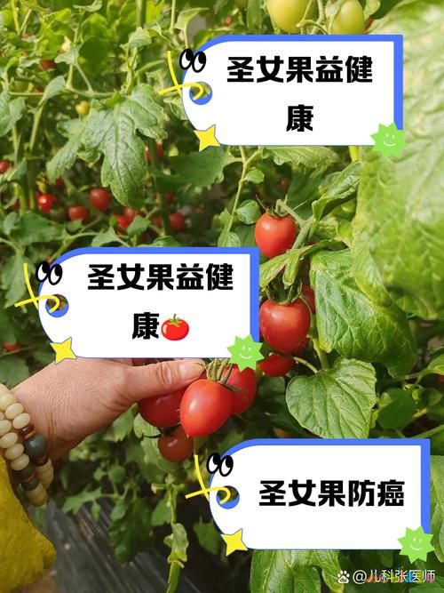 茄子孕婦能吃不_孕婦能吃茄子嗎_茄子孕婦能吃嗎前三個月