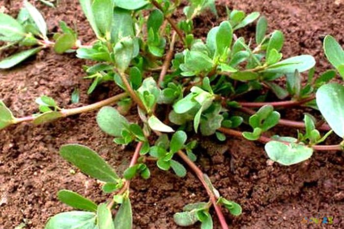 野菜的做法_涼拌野菜做法_野菜做法大全家常菜