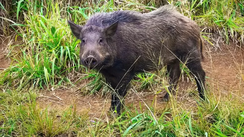 野猪肉烹饪方法大揭秘：三种常见做法带你领略独特美味