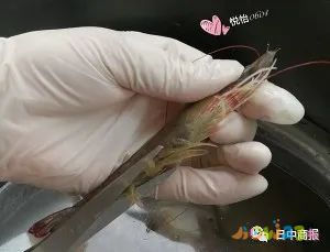 白灼蝦的做法_蝦白灼_白灼蝦怎么做好看