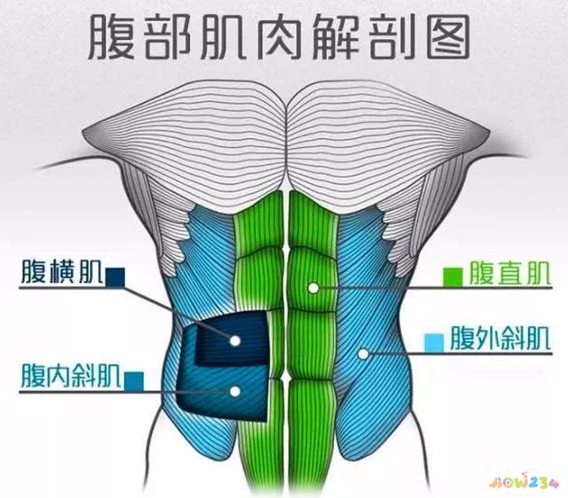 練出腹肌和胸肌動(dòng)作_練胸肌和腹肌飲食要注意什么_練胸肌和腹肌要做有氧運(yùn)動(dòng)嗎